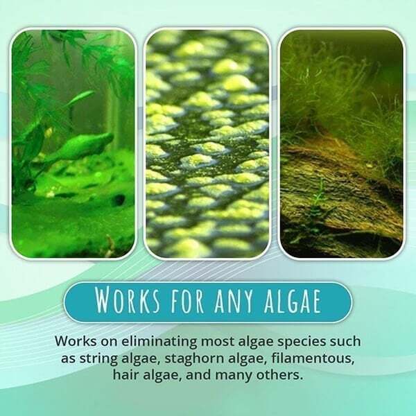 1+1 Free |  Algae Repellent Powder